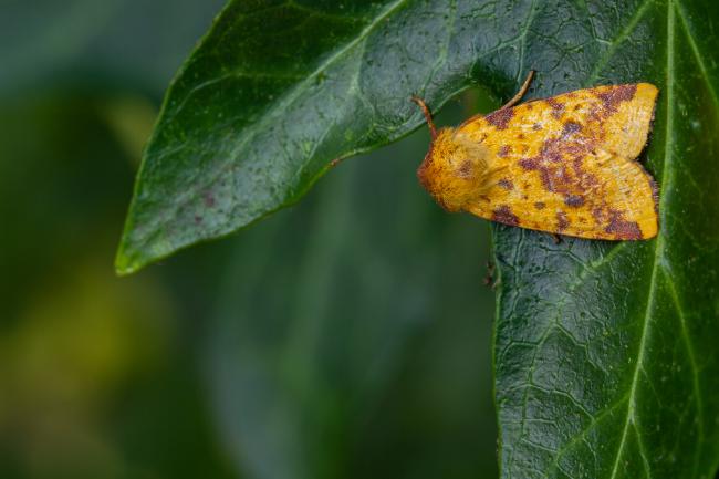 Pink-barred Sallow (Xanthia togata). County Durham, United Kingdom. September 2021