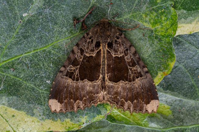 Old Lady (Mormo maura). County Durham, United Kingdom. September 2021