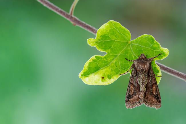 Green-brindled Crescent (Allophyes oxyacanthae). County Durham, United Kingdom. September 2021