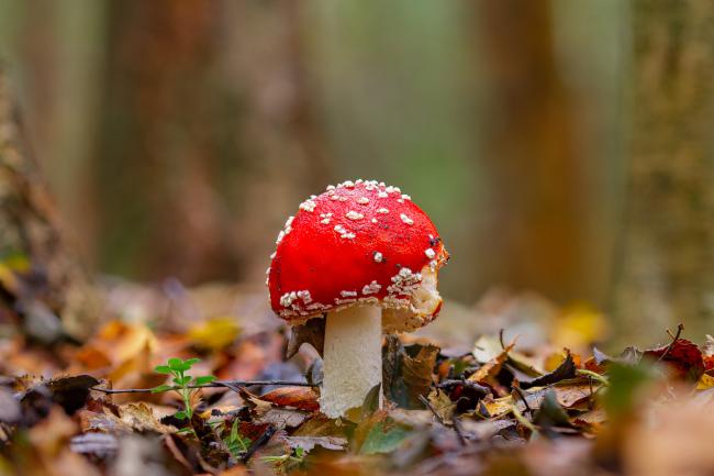 Fly Agaric (Amanita muscaria). County Durham, United Kingdom. October 2021