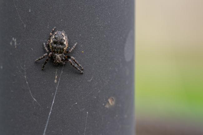 Walnut Orb Weaver (Nuctenea umbratica). County Durham, United Kingdom. October 2021