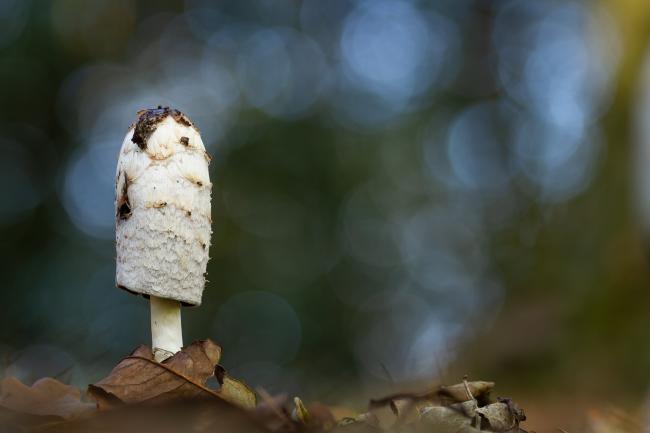 Shaggy Inkcap (Coprinus comatus). County Durham, United Kingdom. October 2021