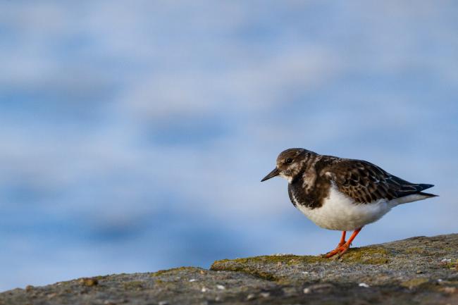 Turnstone (Arenaria interpres). County Durham, United Kingdom. January 2022