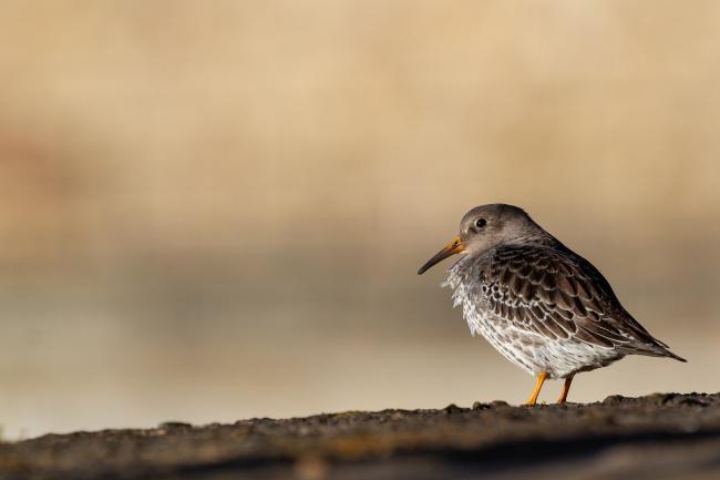 Purple Sandpiper (Calidris maritima). County Durham, United Kingdom. January 2022