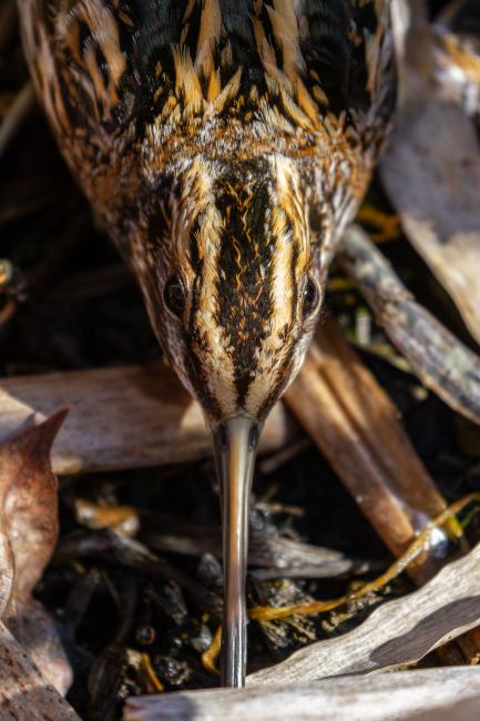 Jack Snipe (Lymnocryptes minimus). County Durham, United Kingdom. February 2022