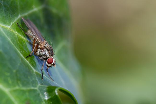 Fly (Anthomyiidae sp.). County Durham, United Kingdom. February 2022