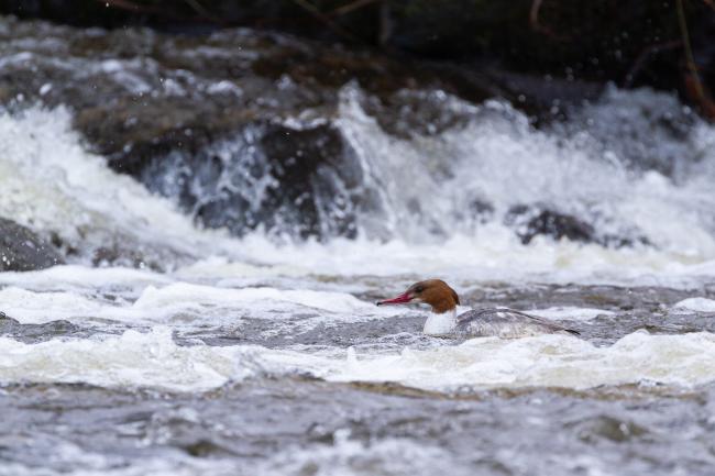 Goosander (Mergus merganser). Derbyshire, United Kingdom. March 2022