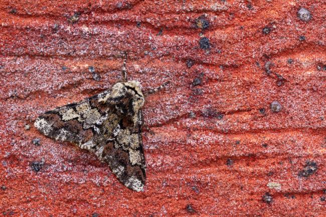 Oak Beauty (Biston strataria). County Durham, United Kingdom. March 2022