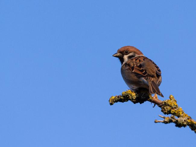 Tree Sparrow (Passer montanus). County Durham, United Kingdom. March 2022