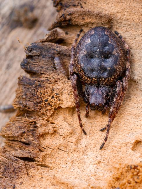 Walnut Orb Weaver (Nuctenea umbratica). Oxfordshire, United Kingdom. March 2022