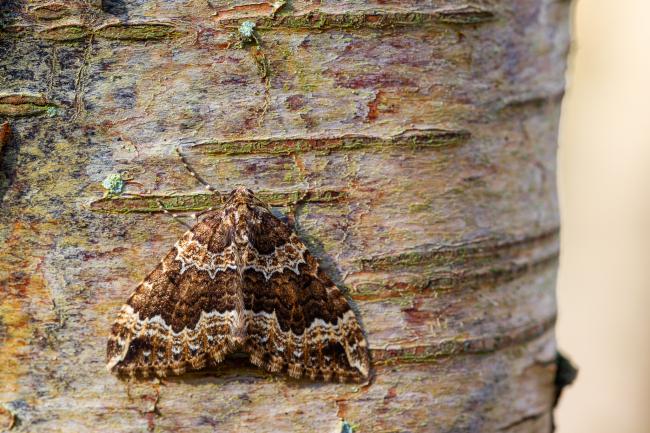 Water Carpet (Lampropteryx suffumata). County Durham, United Kingdom. April 2022