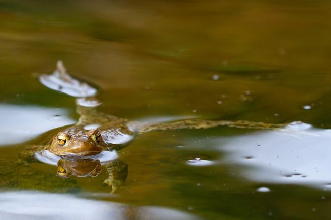 Common Toad (Bufo bufo). North Yorkshire, United Kingdom. April 2022