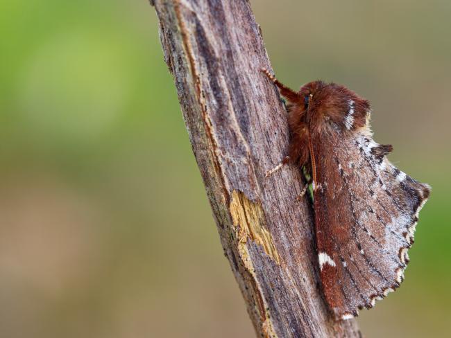 Scarce Prominent (Odontosia carmelita). County Durham, United Kingdom. April 2022