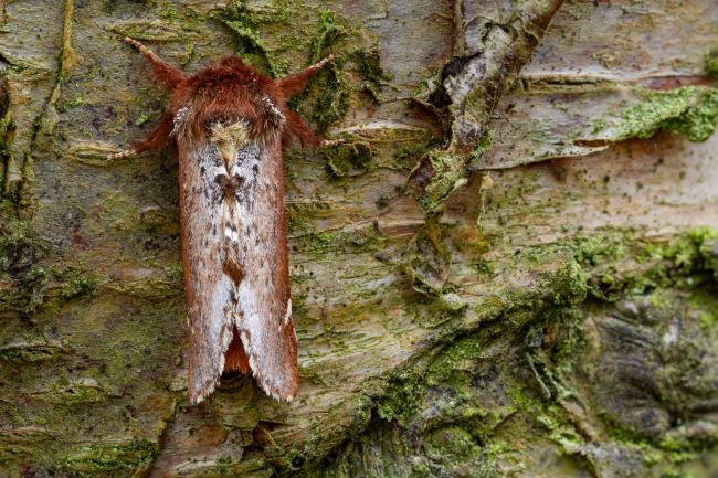 Scarce Prominent (Odontosia carmelita). County Durham, United Kingdom. May 2022