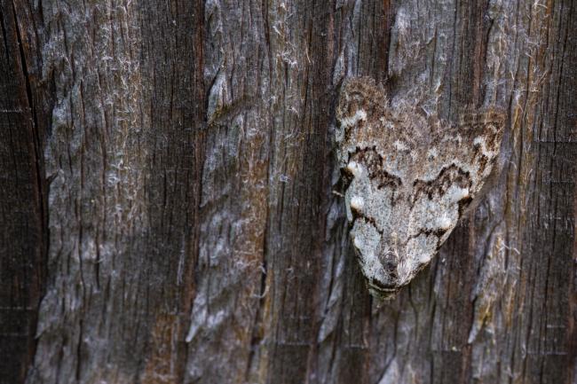 Least Black Arches (Nola confusalis). County Durham, United Kingdom. May 2022