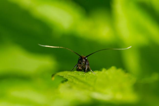 Meadow Long-horn (Cauchas rufimitrella). County Durham, United Kingdom. May 2022