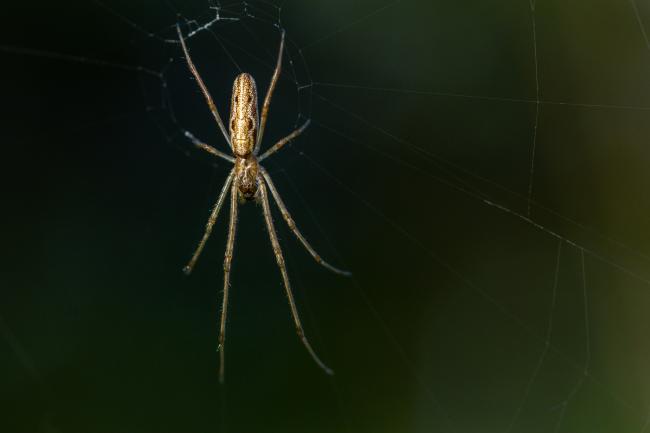 Long-jawed Orb Weaver (Tetragnathidae sp.). County Durham, United Kingdom. May 2022