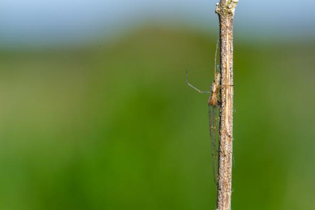 Long-jawed Orb Weaver (Tetragnathidae sp.). County Durham, United Kingdom. May 2022