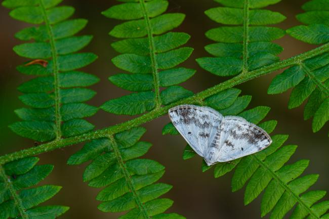 Clouded Silver (Lomographa temerata). County Durham, United Kingdom. May 2022