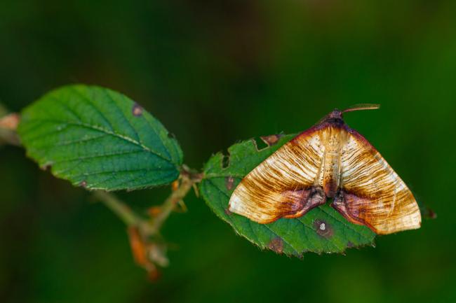 Scorched Wing (Plagodis dolabraria). County Durham, United Kingdom. May 2022