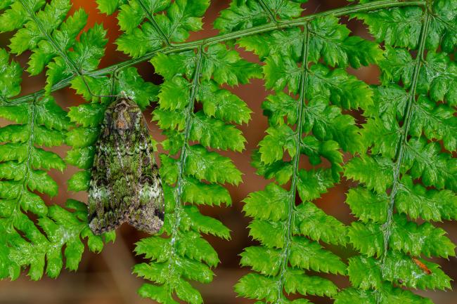 Green Arches (Anaplectoides prasina). County Durham, United Kingdom. May 2022