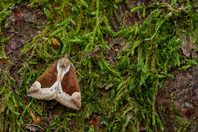 Beautiful Snout (Hypena crassalis). County Durham, United Kingdom. June 2022