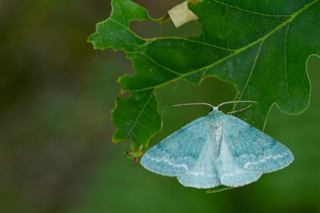 Grass Emerald (Pseudoterpna pruinata). County Durham, United Kingdom. June 2022