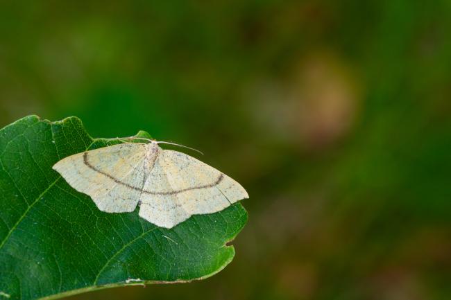 Clay Triple-lines (Cyclophora linearia). County Durham, United Kingdom. June 2022