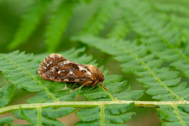 Map-winged Swift (Korscheltellus fusconebulosa). County Durham, United Kingdom. June 2022