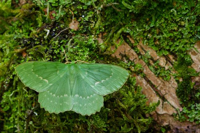 Large Emerald (Geometra papilionaria). County Durham, United Kingdom. July 2022