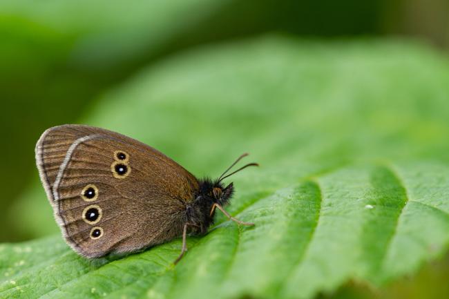 Ringlet (Aphantopus hyperantus). County Durham, United Kingdom. July 2022