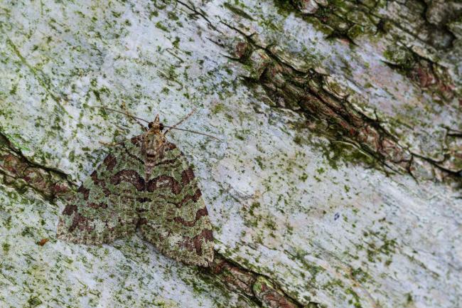 July Highflier (Hydriomena furcata). County Durham, United Kingdom. August 2022