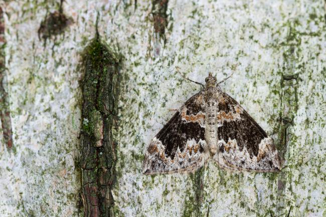 Dark Marbled Carpet (Dysstroma citrata). County Durham, United Kingdom. August 2022