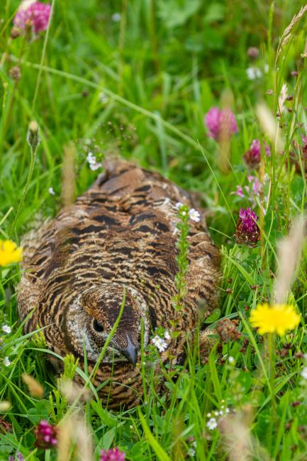 Black Grouse (Lyrurus tetrix). County Durham, United Kingdom. August 2022