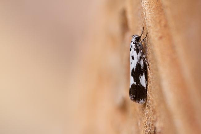 Comfrey Ermel (Ethmia quadrillella). West Sussex, United Kingdom. August 2022