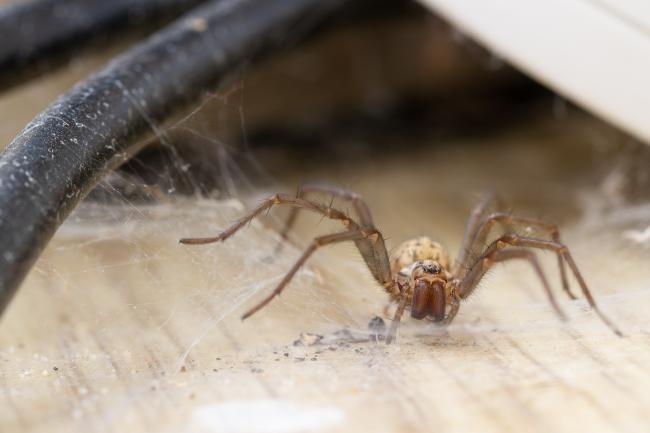 Giant House Spider agg. (Eratigena agg.). County Durham, United Kingdom. September 2022