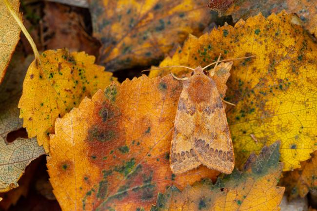 Flounced Chestnut (Anchoscelis helvola). County Durham, United Kingdom. September 2022