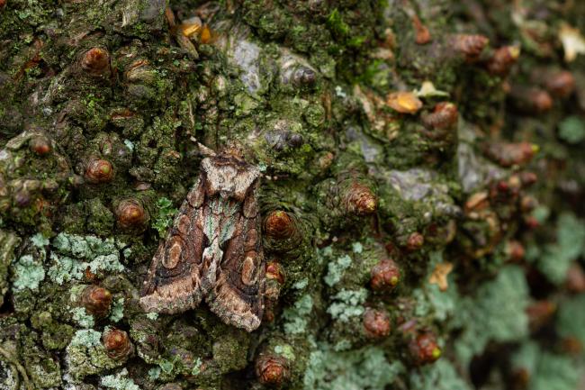 Green-brindled Crescent (Allophyes oxyacanthae). County Durham, United Kingdom. September 2022