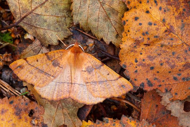 Feathered Thorn (Colotois pennaria). County Durham, United Kingdom. October 2022