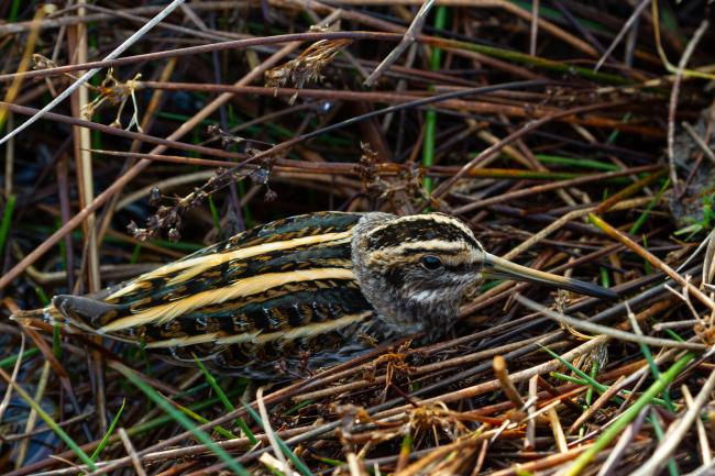 Jack Snipe (Lymnocryptes minimus). County Durham, United Kingdom. December 2022