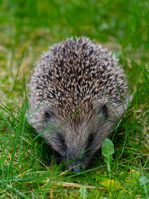 European Hedgehog (Erinaceus europaeus). County Durham, United Kingdom. February 2023