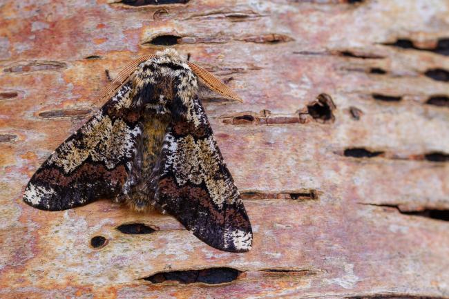 Oak Beauty (Biston strataria). County Durham, United Kingdom. February 2023