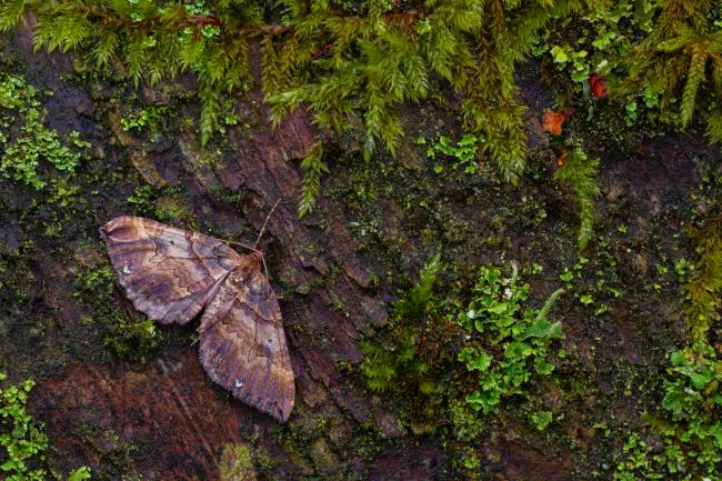 Shoulder Stripe (Earophila badiata). County Durham, United Kingdom. March 2023