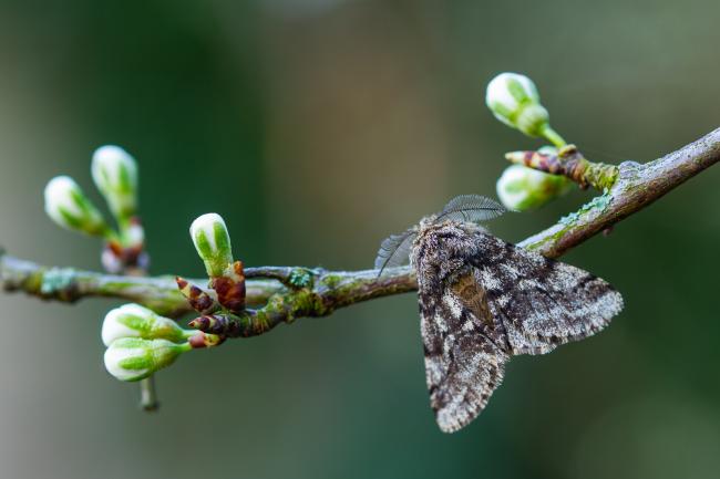 Brindled Beauty (Lycia hirtaria). Oxfordshire, United Kingdom. April 2023