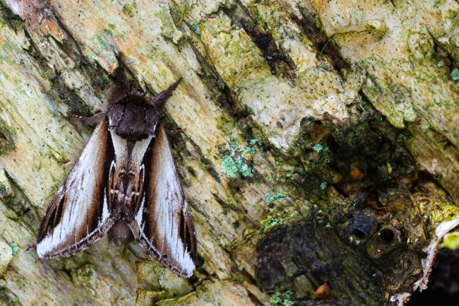 Lesser Swallow Prominent (Pheosia gnoma). County Durham, United Kingdom. May 2023