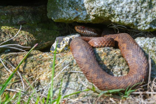 Adder (Vipera berus). County Durham, United Kingdom. May 2023