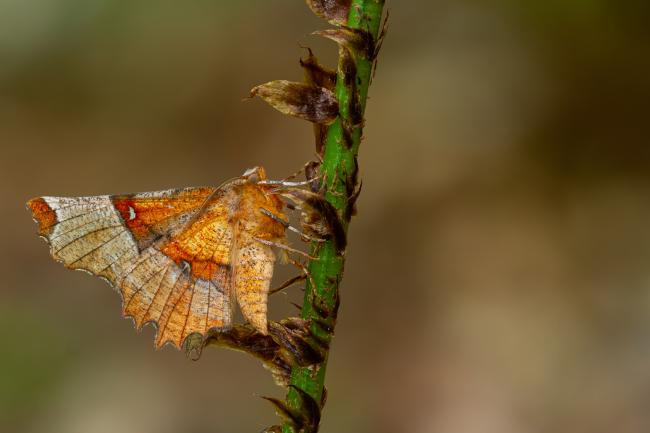 Lunar Thorn (Selenia lunularia). County Durham, United Kingdom. May 2023