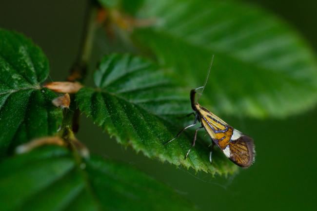 Common Tubic (Alabonia geoffrella). Surrey, United Kingdom. May 2023