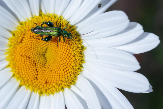 Swollen-thighed Beetle (Oedemera nobilis). West Sussex, United Kingdom. May 2023