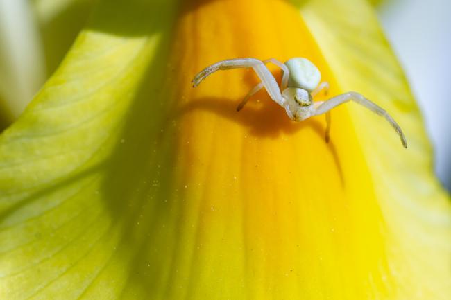 Goldenrod Crab Spider (Misumena vatia). West Sussex, United Kingdom. May 2023